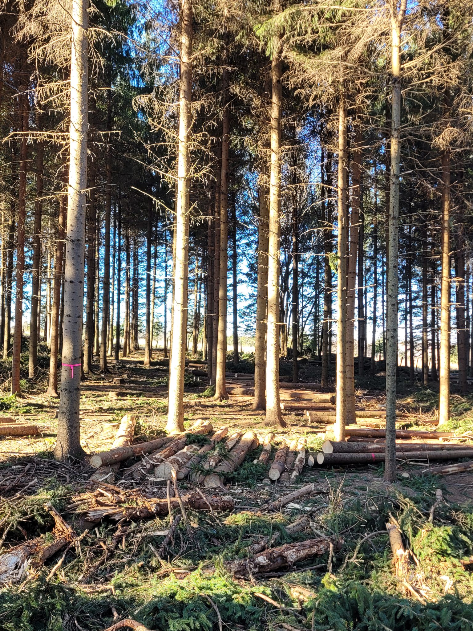 Groupement Forestier de Beauce 