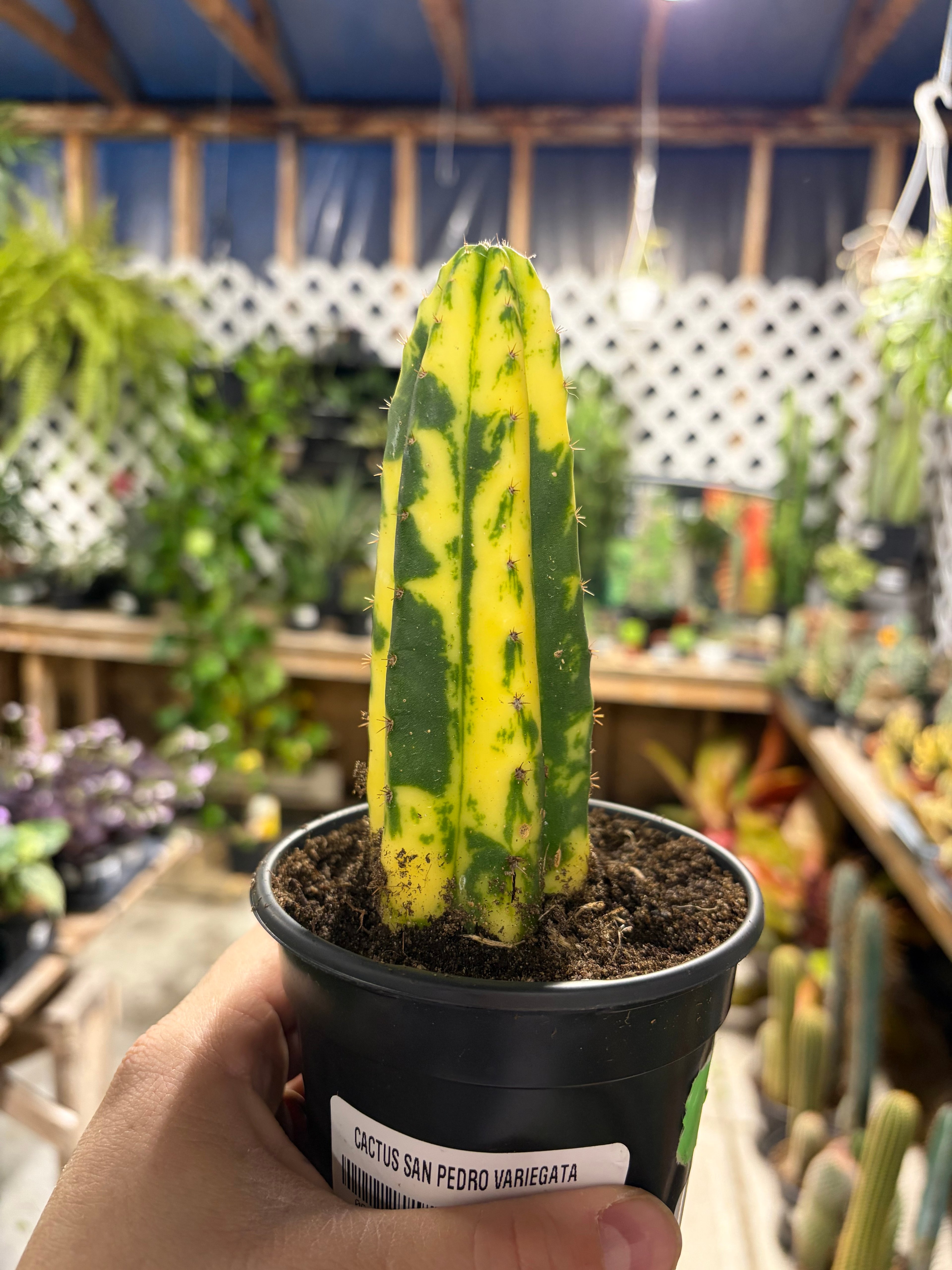 Les Serres St-Georges - Botanix