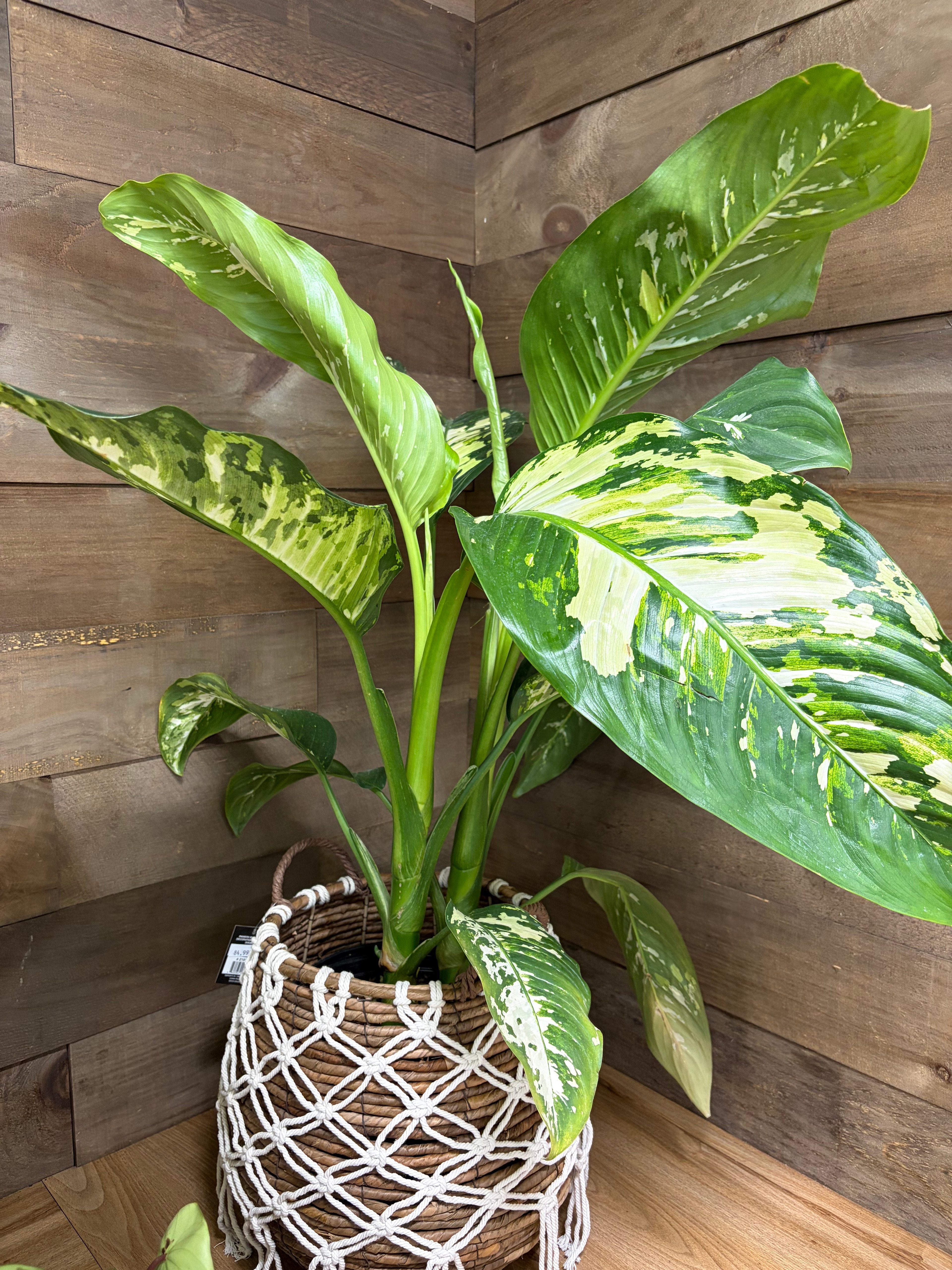 Les Serres St-Georges - Botanix