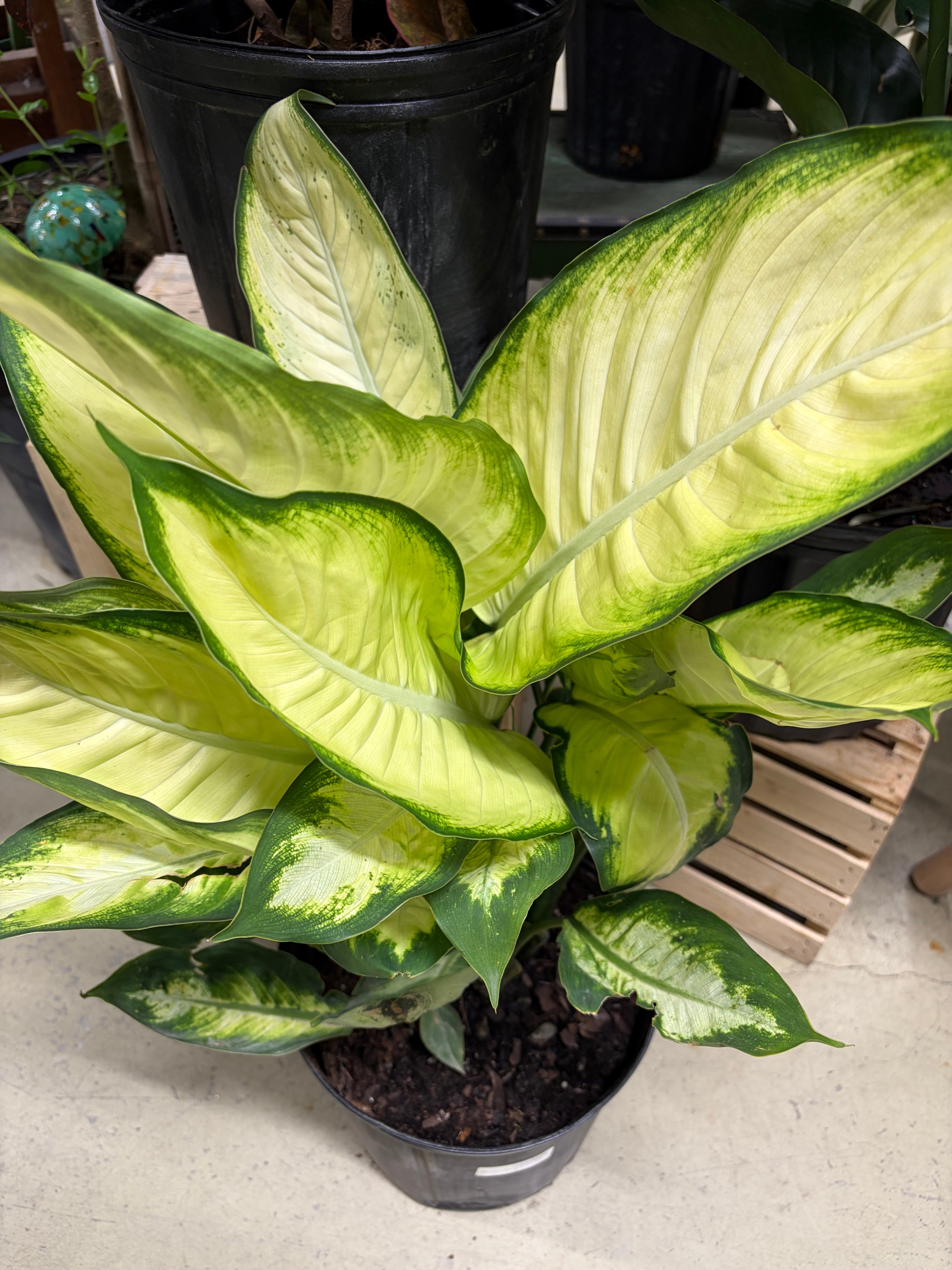 Les Serres St-Georges - Botanix