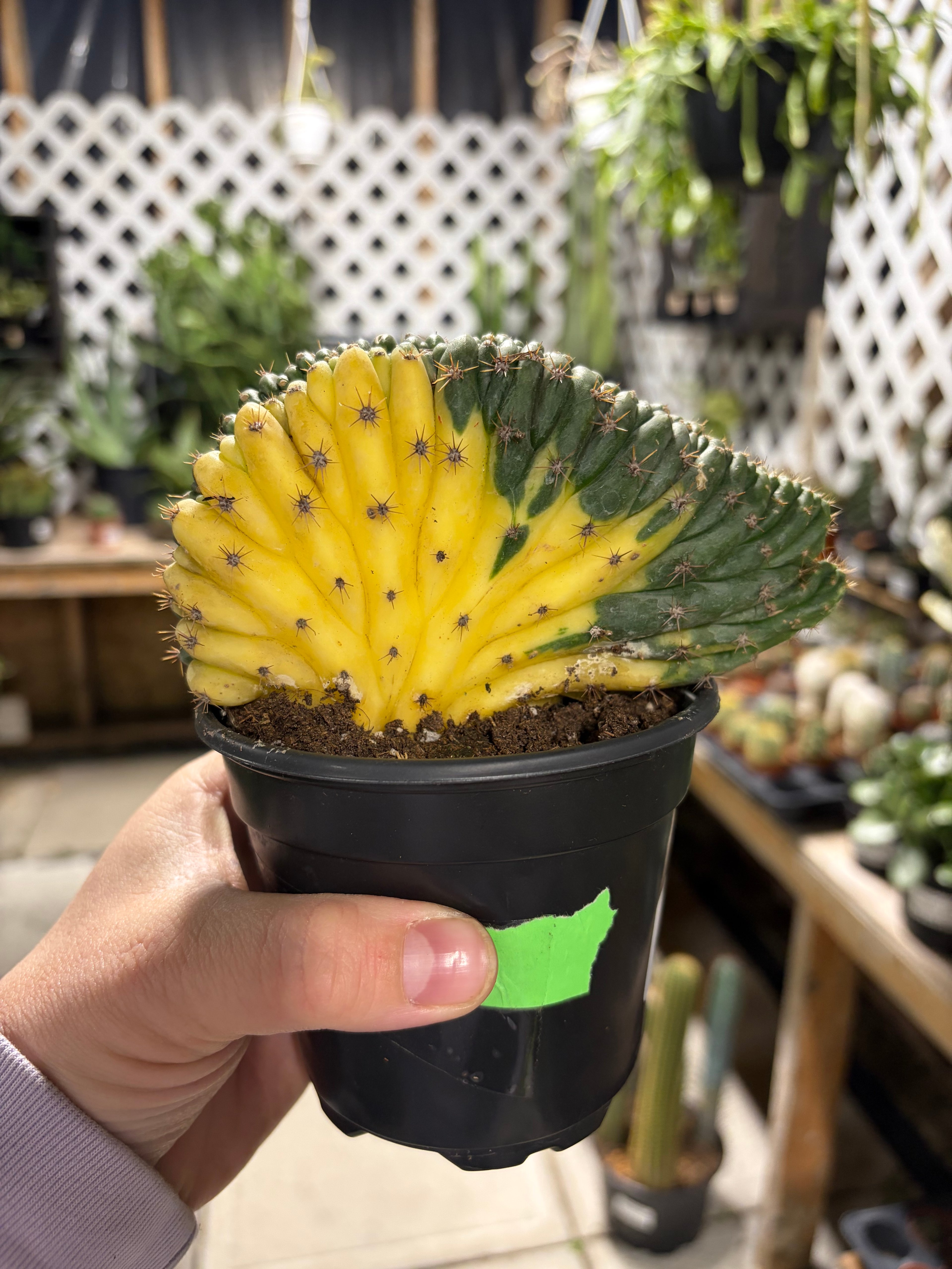 Les Serres St-Georges - Botanix