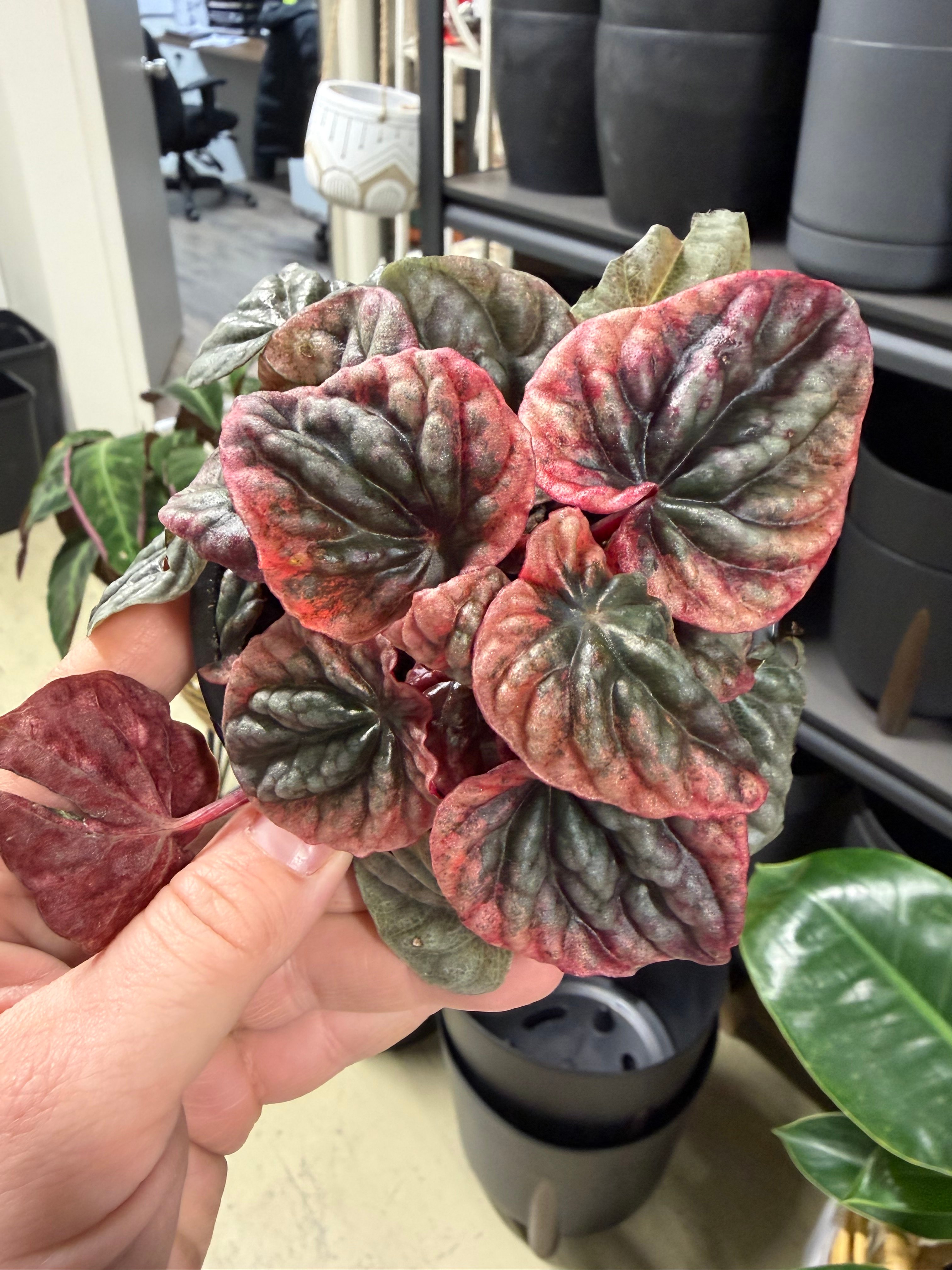 Les Serres St-Georges - Botanix