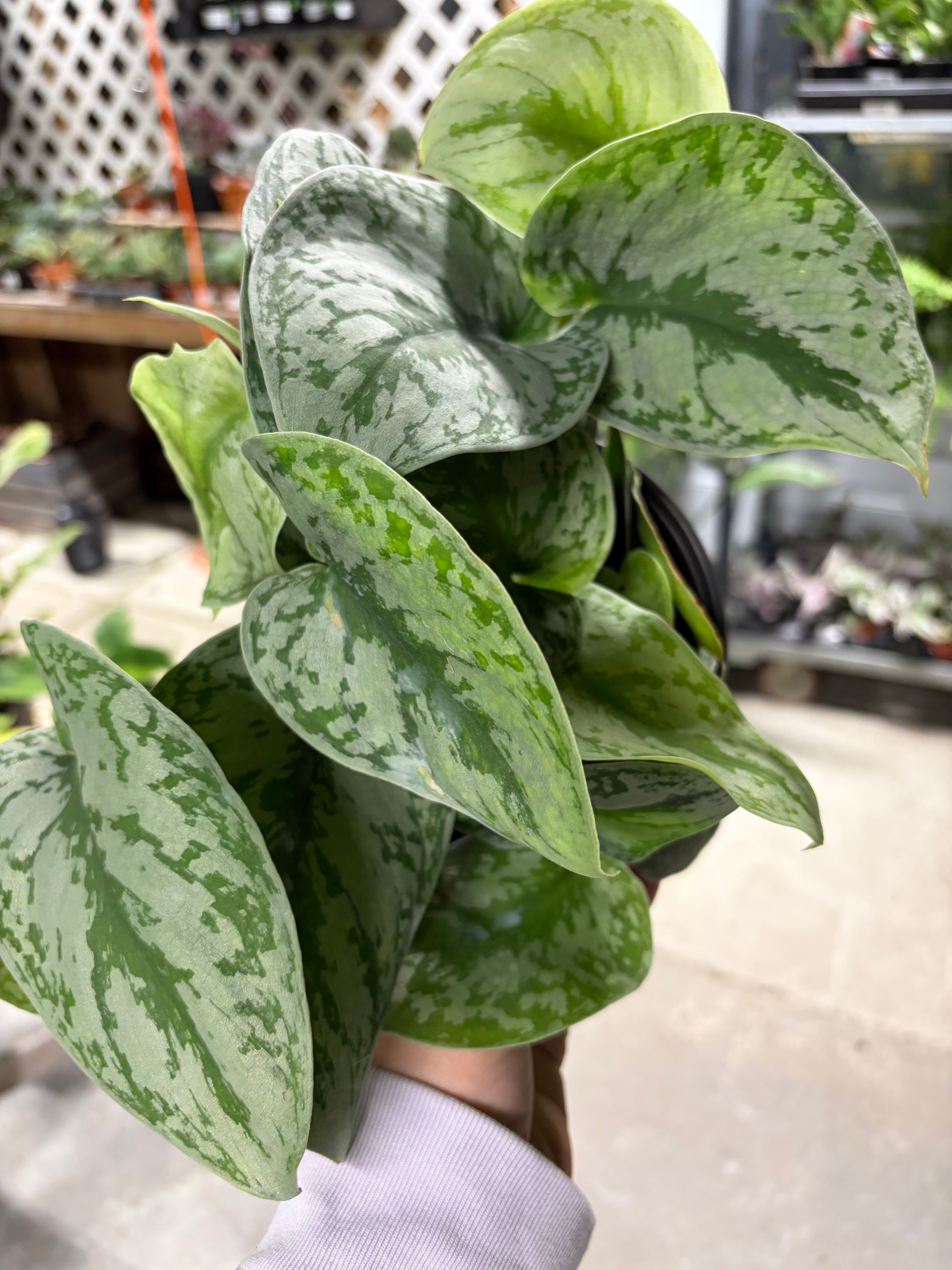 Les Serres St-Georges - Botanix