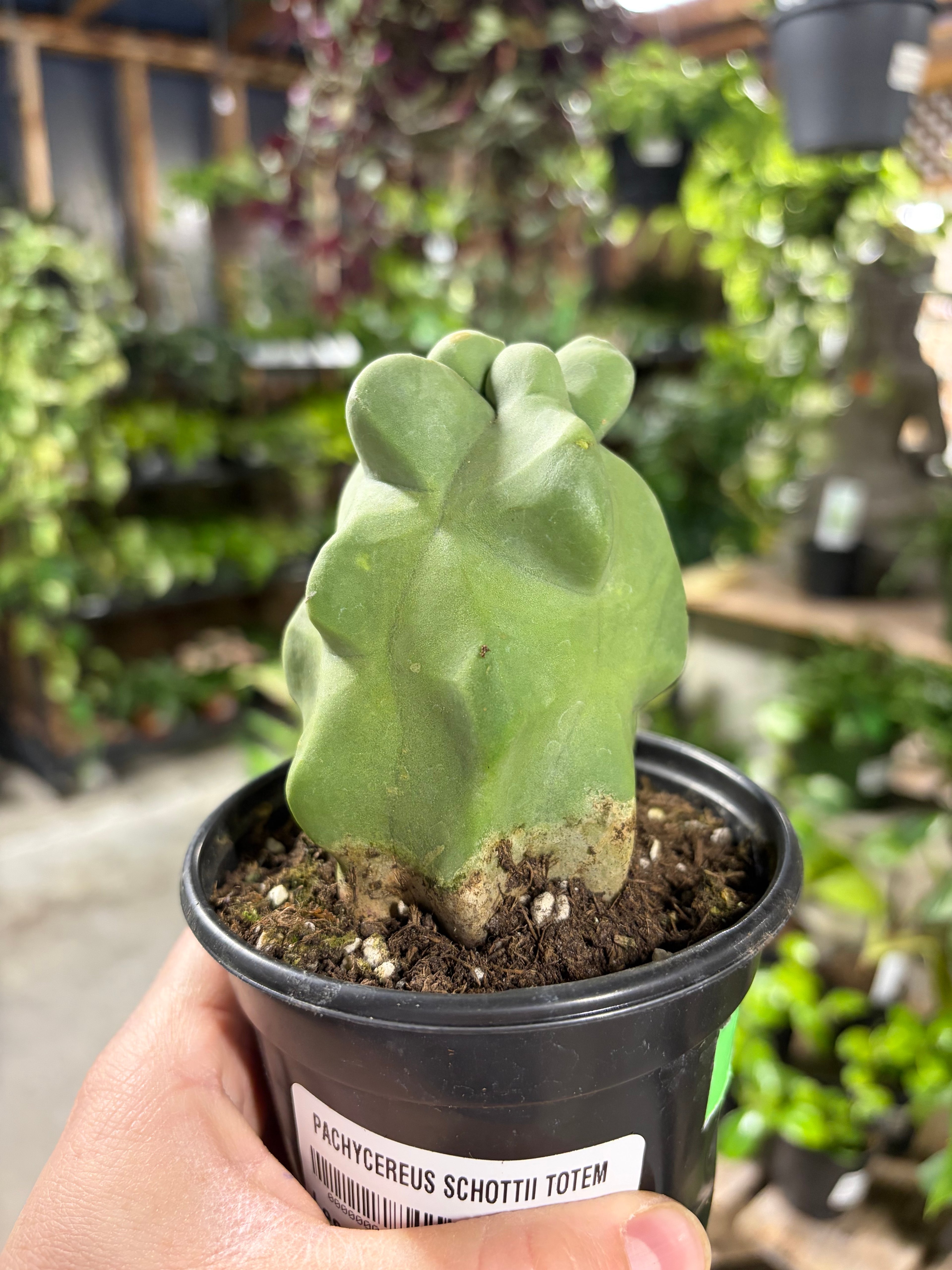 Les Serres St-Georges - Botanix