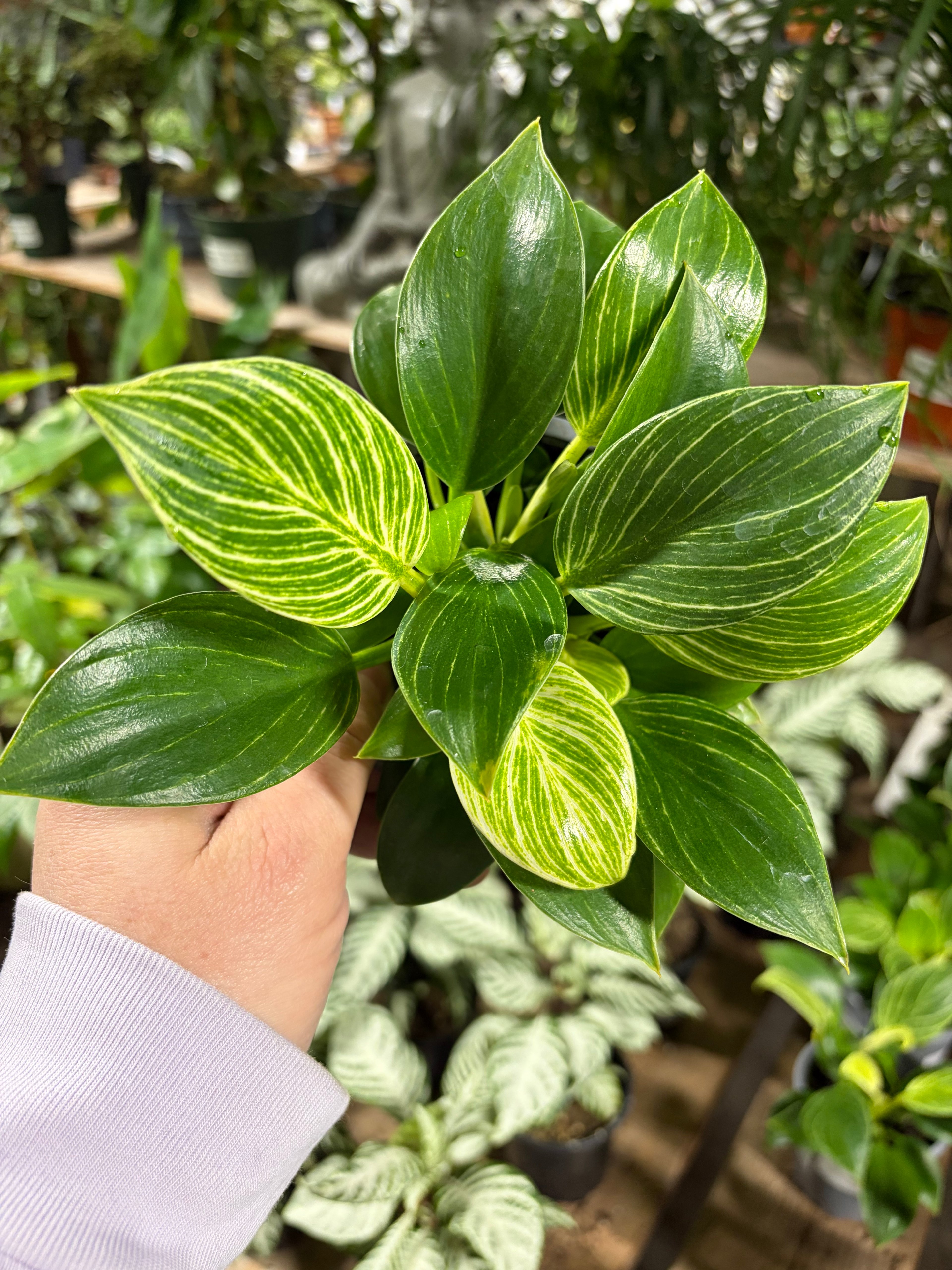 Les Serres St-Georges - Botanix