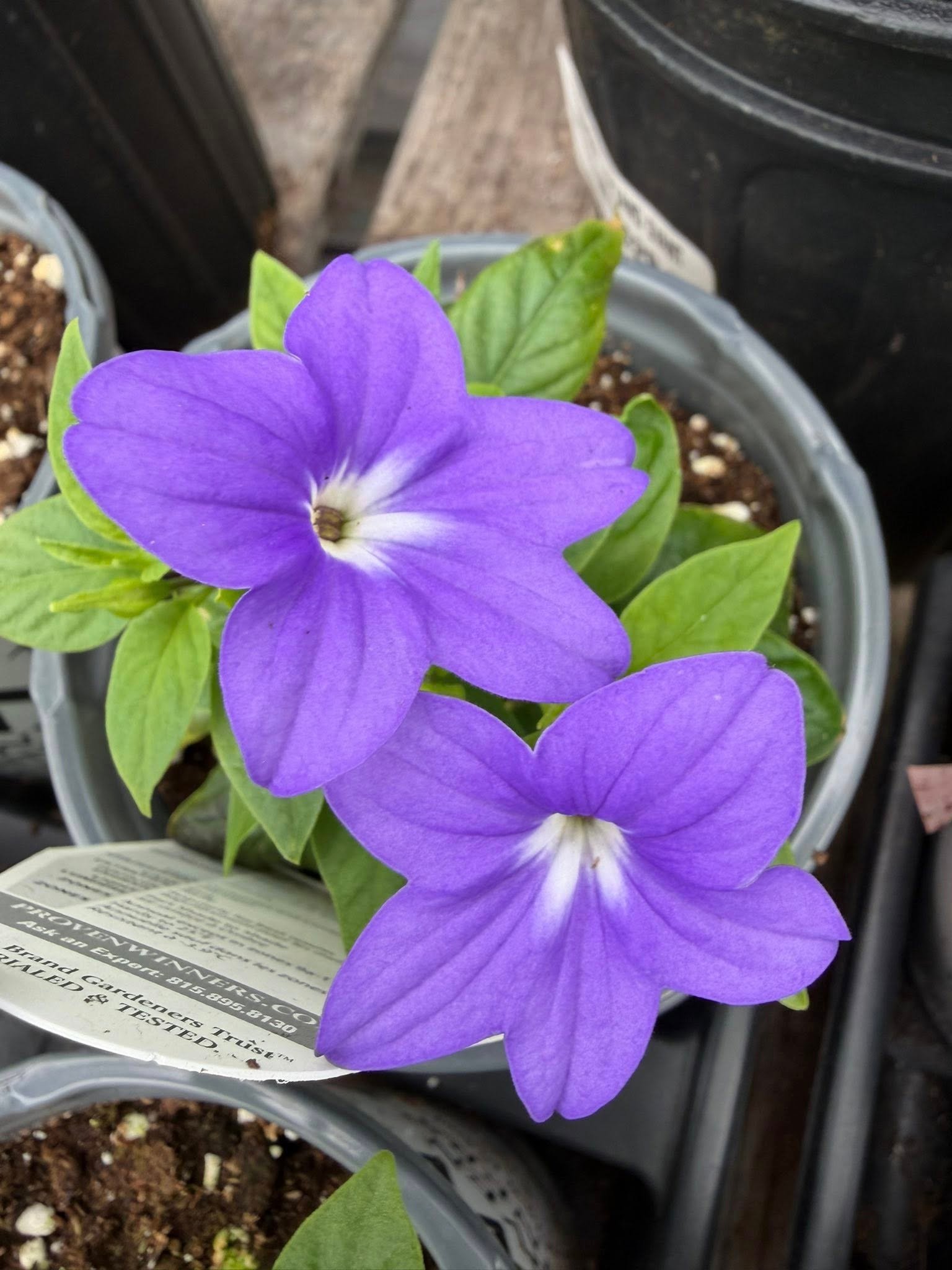 Les Serres St-Georges - Botanix