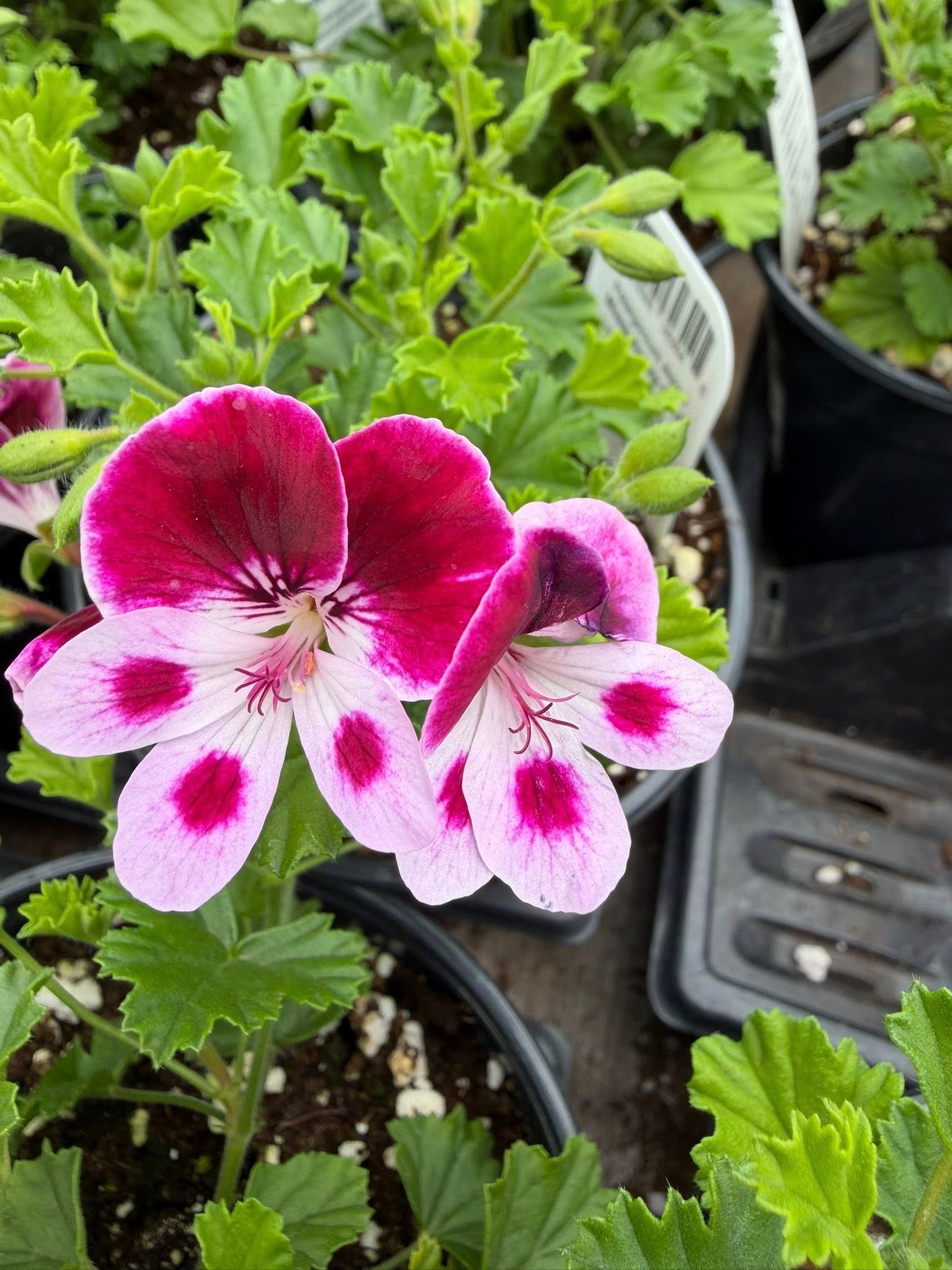 Les Serres St-Georges - Botanix