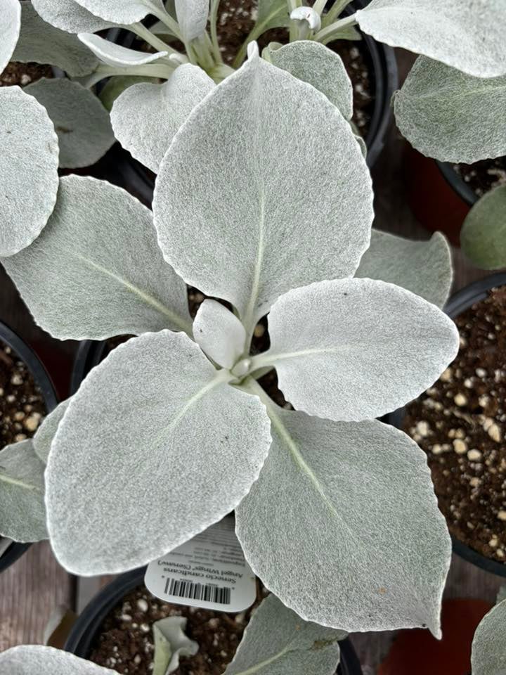 Les Serres St-Georges - Botanix