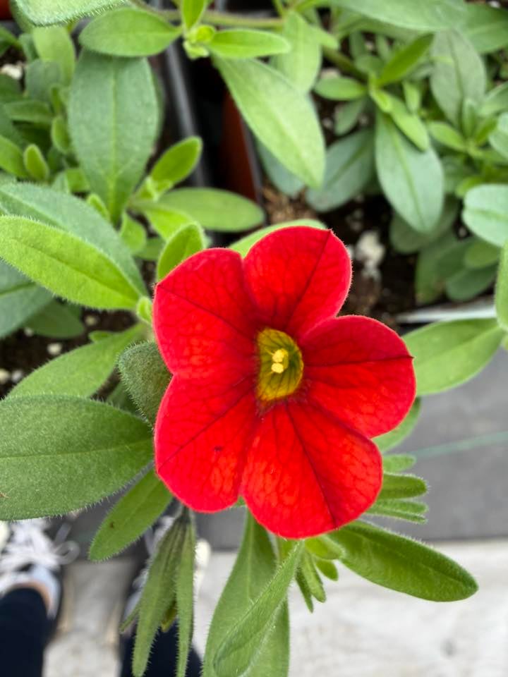 Les Serres St-Georges - Botanix