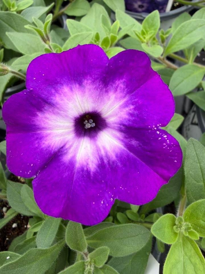 Les Serres St-Georges - Botanix