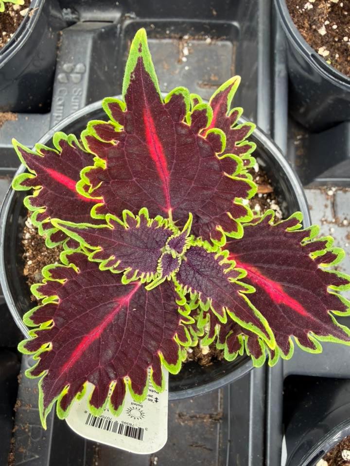 Les Serres St-Georges - Botanix