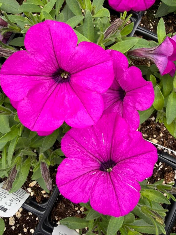 Les Serres St-Georges - Botanix