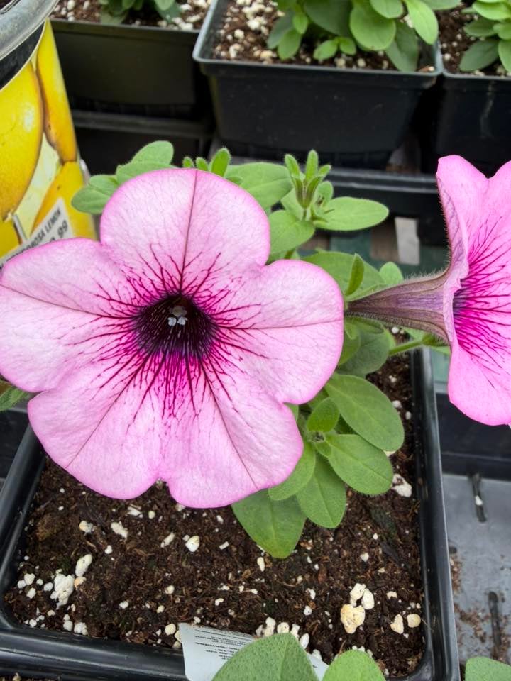 Les Serres St-Georges - Botanix