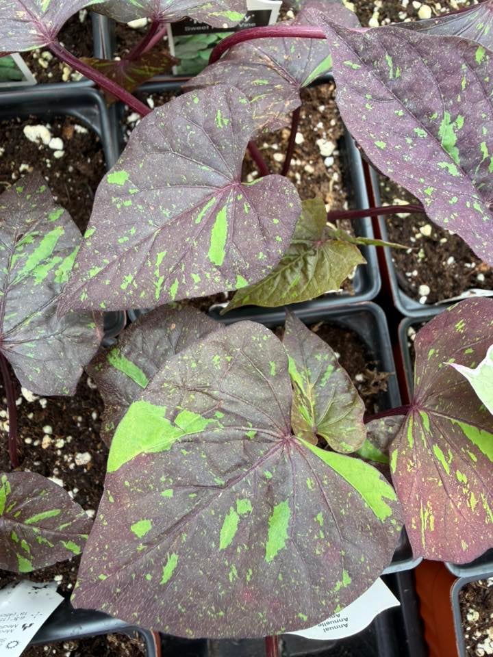 Les Serres St-Georges - Botanix