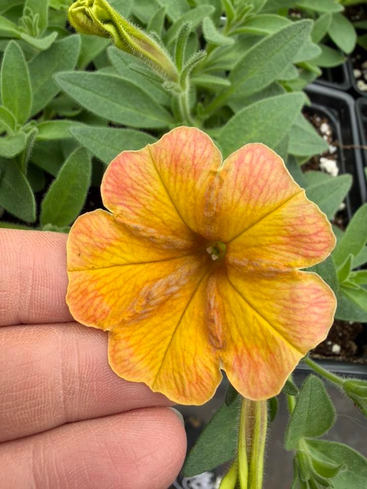 Les Serres St-Georges - Botanix