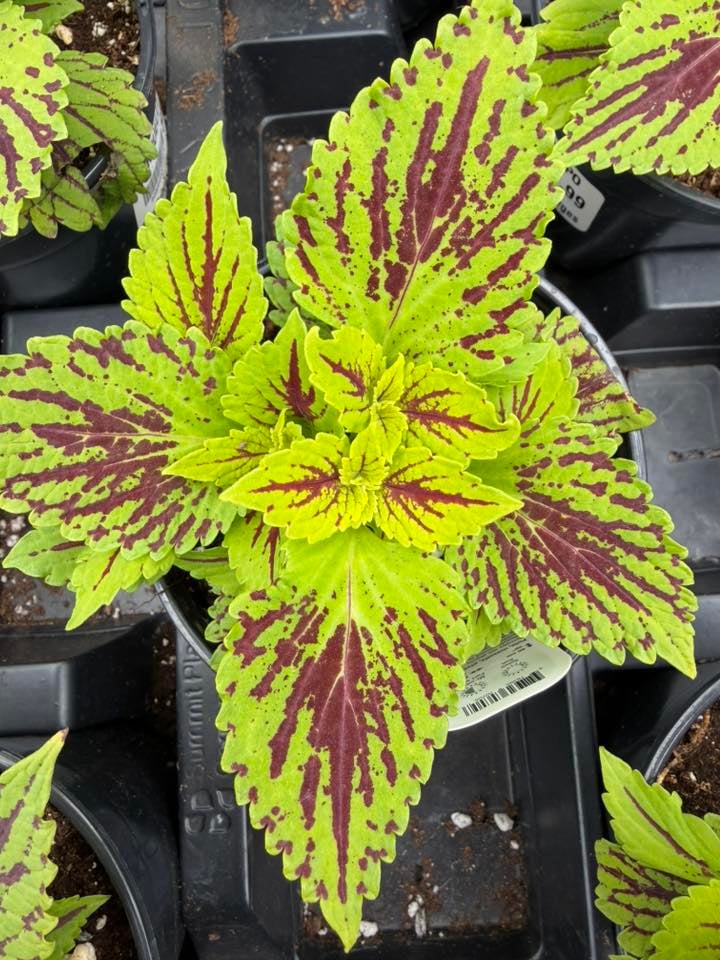 Les Serres St-Georges - Botanix